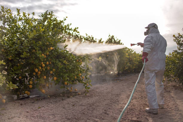 Trusted Bull Shoals, AR Pest Control Experts