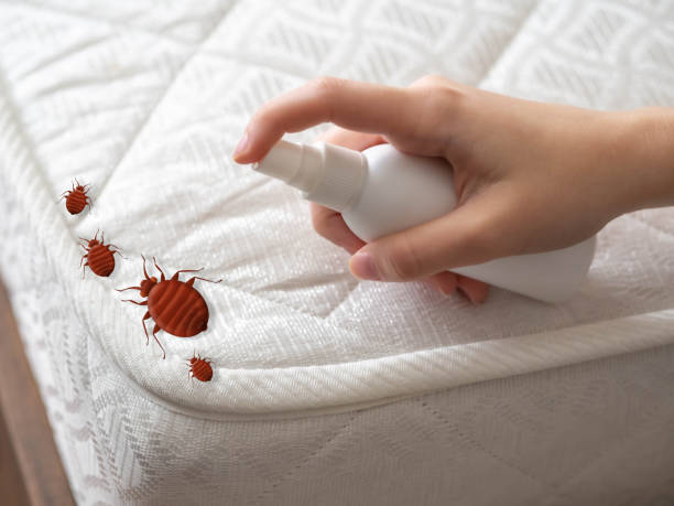 Best Spider Control Near Me  in Bull Shoals, AR