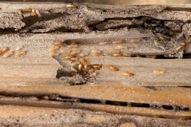 Best Bed Bug Extermination  in Bull Shoals, AR